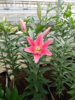 [4200 Viviana EVR No01.JPG]